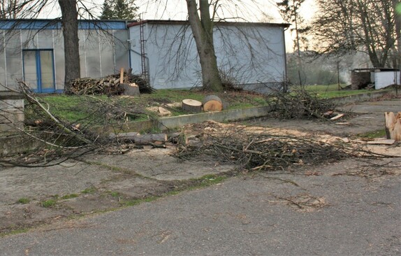 kácení stromů pod lipou 2