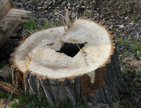 kácení stromů pod lipou 9