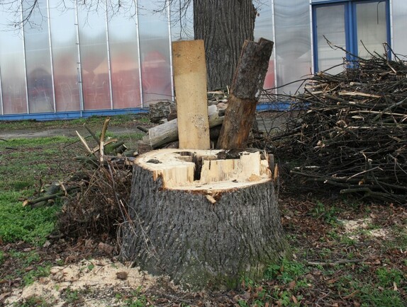 kácení stromů pod lipou 11
